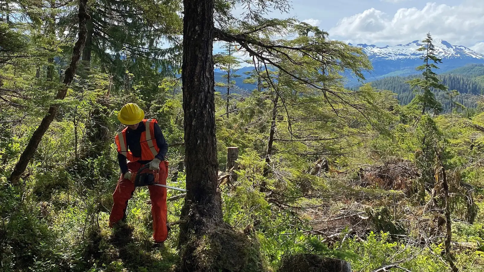 Skogsarbeider med hjelm og refleksvest feller et tre med motorsag